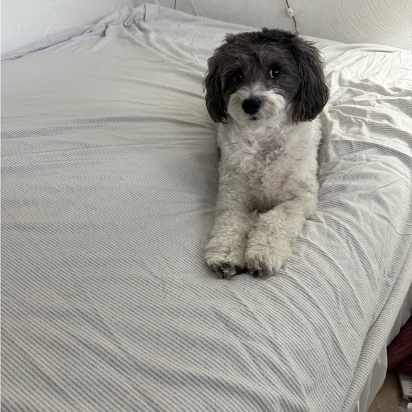 Victoria Beckham Black Sweatshirt with White Text - Picture 10 of 10